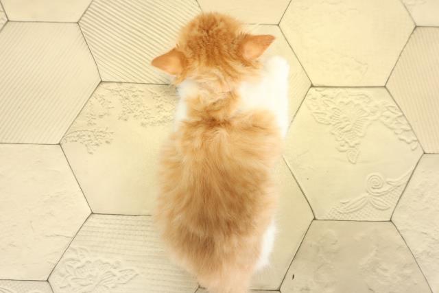 愛知県のスコティッシュストレート (Coo&RIKU東海一宮店/2025年10月8日生まれ/女の子/レッドタビーホワイト)の子猫の4枚目の画像