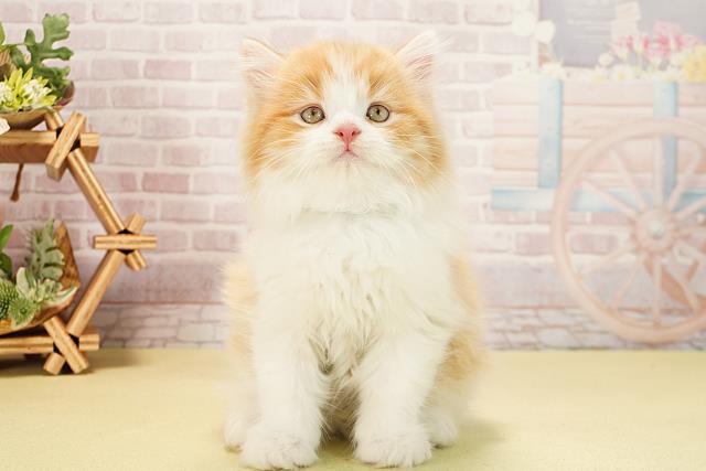 愛知県のスコティッシュストレート (Coo&RIKU春日井店/2025年10月6日生まれ/男の子/レッドタビーホワイト)の子猫の1枚目の画像