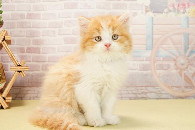 愛知県のスコティッシュストレート (Coo&RIKU春日井店/2025年10月6日生まれ/男の子/レッドタビーホワイト)の子猫の2枚目の画像