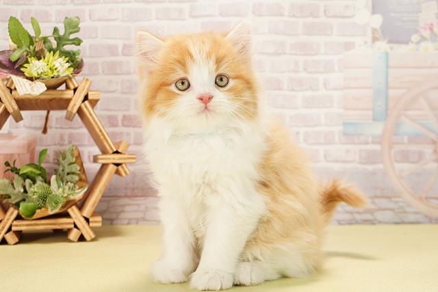 愛知県のスコティッシュストレート (Coo&RIKU春日井店/2025年10月6日生まれ/男の子/レッドタビーホワイト)の子猫の3枚目の画像