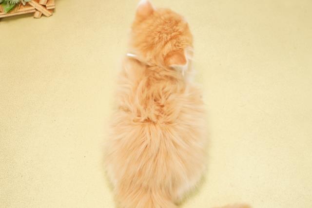 愛知県のスコティッシュストレート (Coo&RIKU春日井店/2025年10月6日生まれ/男の子/レッドタビーホワイト)の子猫の4枚目の画像