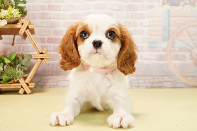 静岡県のキャバリアキングチャールズスパニエル (Coo&RIKU富士店/2025年10月8日生まれ/女の子/ブレンハイム)の子犬の1枚目の画像