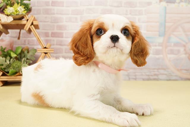静岡県のキャバリアキングチャールズスパニエル (Coo&RIKU富士店/2025年10月8日生まれ/女の子/ブレンハイム)の子犬の2枚目の画像
