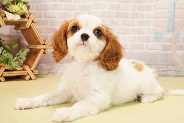 静岡県のキャバリアキングチャールズスパニエル (Coo&RIKU富士店/2025年10月8日生まれ/女の子/ブレンハイム)の子犬の3枚目の画像