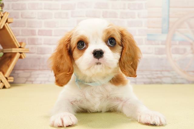 愛知県のキャバリアキングチャールズスパニエル (Coo&RIKU東海一宮店/2025年10月8日生まれ/男の子/ブレンハイム)の子犬の1枚目の画像