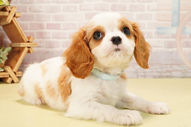 愛知県のキャバリアキングチャールズスパニエル (Coo&RIKU東海一宮店/2025年10月8日生まれ/男の子/ブレンハイム)の子犬の2枚目の画像