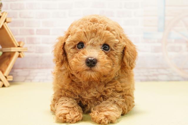 静岡県のトイプードル(トイ) (Coo&RIKU沼津店/2025年10月6日生まれ/男の子/アプリコット)の子犬の1枚目の画像