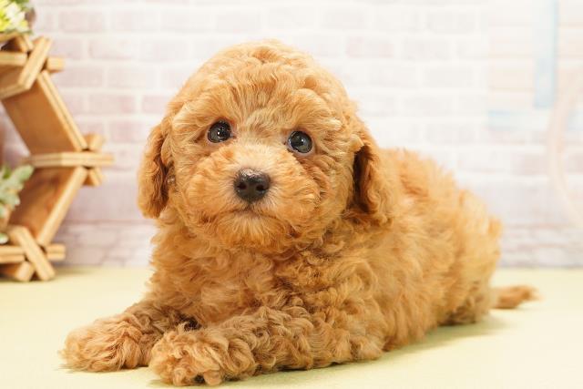 静岡県のトイプードル(トイ) (Coo&RIKU沼津店/2025年10月6日生まれ/男の子/アプリコット)の子犬の3枚目の画像