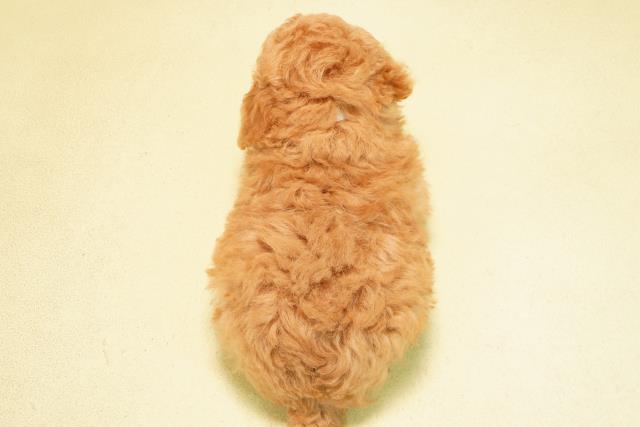 静岡県のトイプードル(トイ) (Coo&RIKU沼津店/2025年10月6日生まれ/男の子/アプリコット)の子犬の4枚目の画像