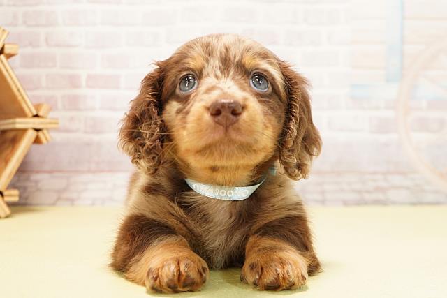 ミニチュア・ダックスフンド