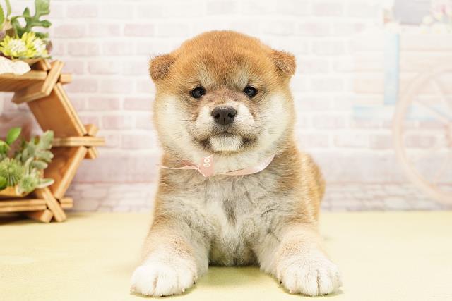 岐阜県の柴犬(標準サイズ) (Coo&RIKU岐阜店/2025年10月8日生まれ/女の子/赤)の子犬の1枚目の画像