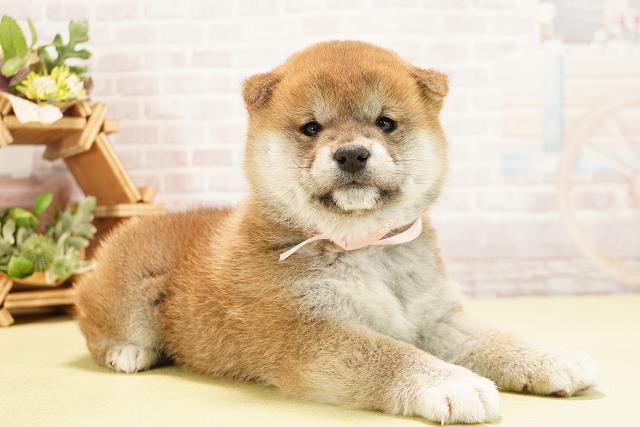 岐阜県の柴犬(標準サイズ) (Coo&RIKU岐阜店/2025年10月8日生まれ/女の子/赤)の子犬の2枚目の画像