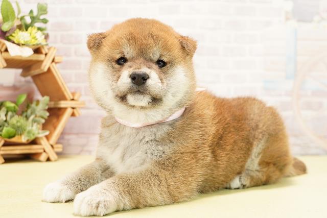 岐阜県の柴犬(標準サイズ) (Coo&RIKU岐阜店/2025年10月8日生まれ/女の子/赤)の子犬の3枚目の画像