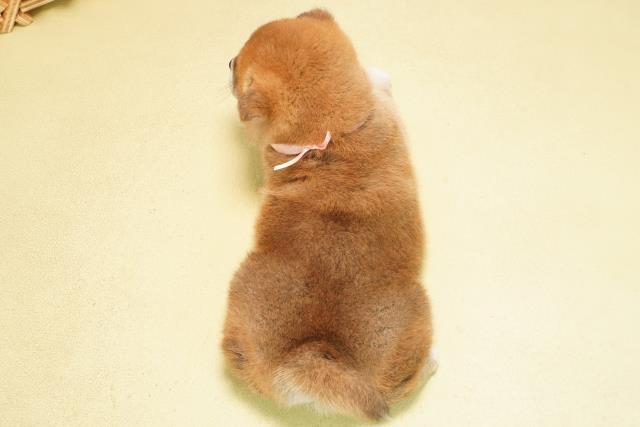 岐阜県の柴犬(標準サイズ) (Coo&RIKU岐阜店/2025年10月8日生まれ/女の子/赤)の子犬の4枚目の画像