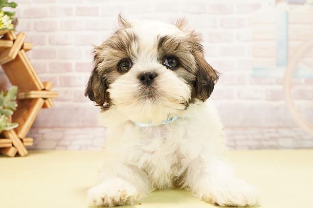 静岡県のマルズー/マルシーズ(マルチーズ×シーズー) (Coo&RIKU沼津店/2025年10月8日生まれ/男の子/ホワイトゴールド)の子犬の1枚目の画像