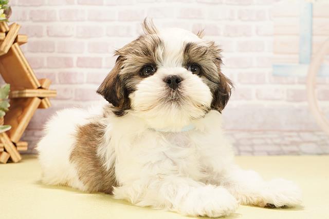 静岡県のマルズー/マルシーズ(マルチーズ×シーズー) (Coo&RIKU沼津店/2025年10月8日生まれ/男の子/ホワイトゴールド)の子犬の2枚目の画像