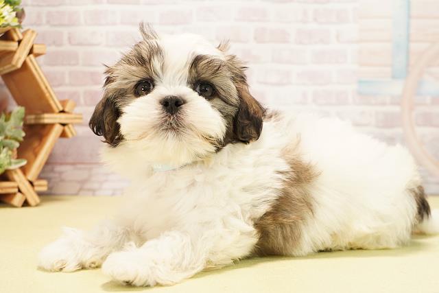 静岡県のマルズー/マルシーズ(マルチーズ×シーズー) (Coo&RIKU沼津店/2025年10月8日生まれ/男の子/ホワイトゴールド)の子犬の3枚目の画像