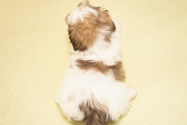 静岡県のマルズー/マルシーズ(マルチーズ×シーズー) (Coo&RIKU沼津店/2025年10月8日生まれ/男の子/ホワイトゴールド)の子犬の4枚目の画像