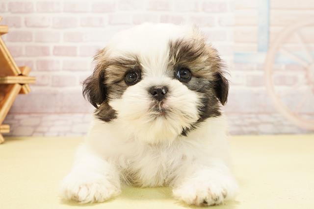 岐阜県のマルズー/マルシーズ(マルチーズ×シーズー) (Coo&RIKU各務原店/2025年10月8日生まれ/男の子/ホワイトゴールド)の子犬