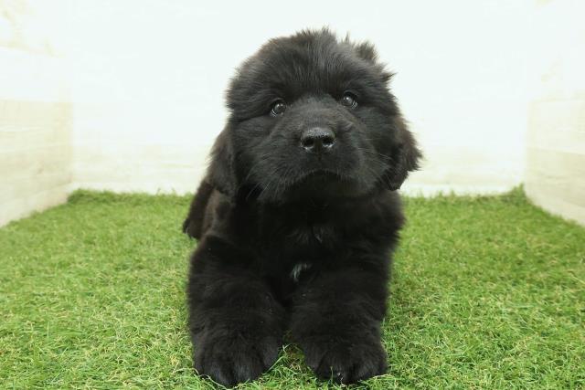 埼玉県のニューファンドランド (Coo&RIKU川越店/2025年10月7日生まれ/男の子/ブラック)の子犬の1枚目の画像