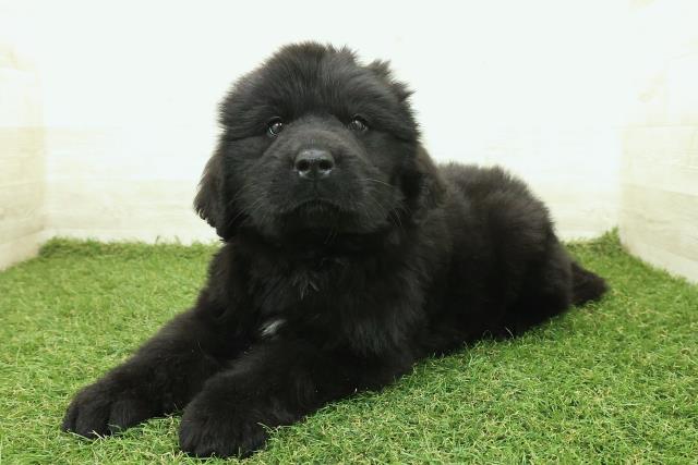 埼玉県のニューファンドランド (Coo&RIKU川越店/2025年10月7日生まれ/男の子/ブラック)の子犬の2枚目の画像