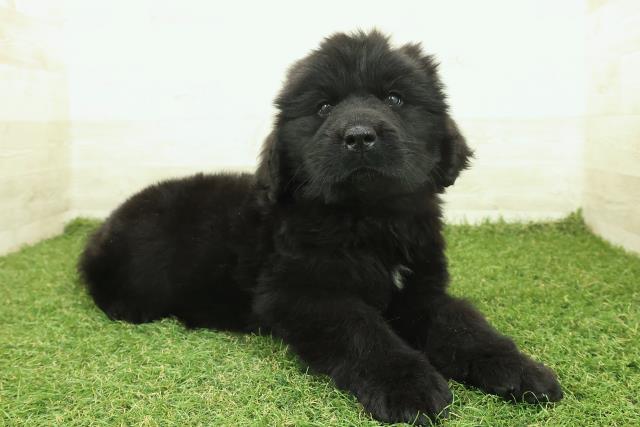 埼玉県のニューファンドランド (Coo&RIKU川越店/2025年10月7日生まれ/男の子/ブラック)の子犬の3枚目の画像