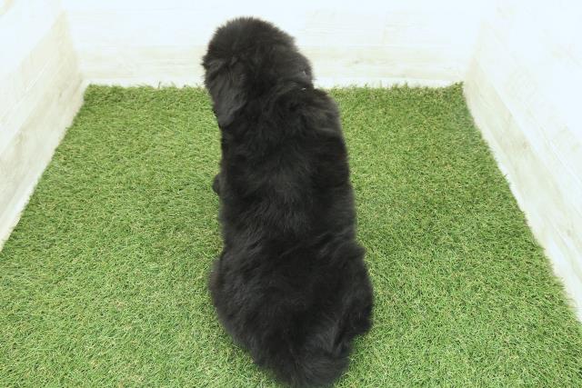 埼玉県のニューファンドランド (Coo&RIKU川越店/2025年10月7日生まれ/男の子/ブラック)の子犬の4枚目の画像