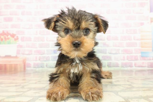 ヨークシャーテリア