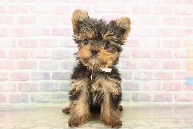 ヨークシャーテリア