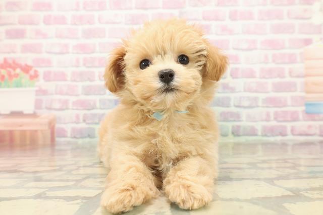 栃木県のマルプー(マルチーズ×プードル) (Coo&RIKU小山店/2025年10月8日生まれ/男の子/アプリコット)の子犬の1枚目の画像