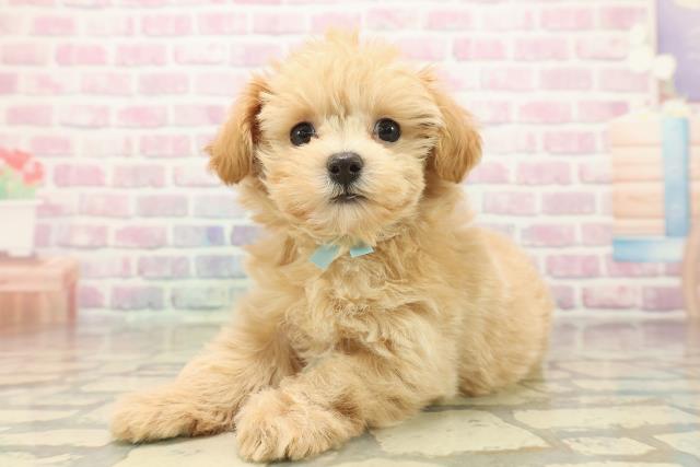 栃木県のマルプー(マルチーズ×プードル) (Coo&RIKU小山店/2025年10月8日生まれ/男の子/アプリコット)の子犬の2枚目の画像