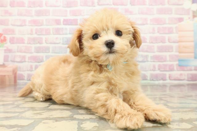 栃木県のマルプー(マルチーズ×プードル) (Coo&RIKU小山店/2025年10月8日生まれ/男の子/アプリコット)の子犬の3枚目の画像