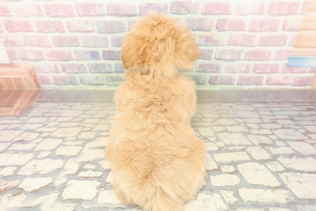 栃木県のマルプー(マルチーズ×プードル) (Coo&RIKU小山店/2025年10月8日生まれ/男の子/アプリコット)の子犬の4枚目の画像