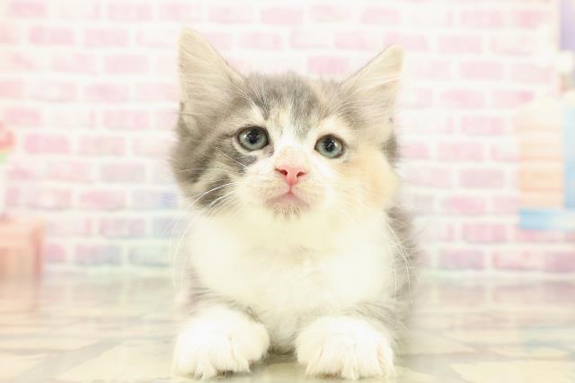 ノルウェージャン・フォレストキャット