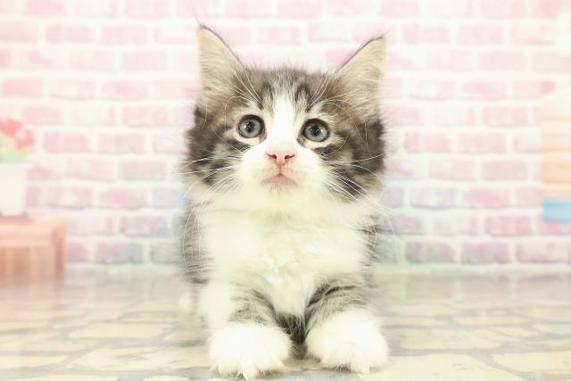 茨城県のノルウェージャンフォレストキャット (Coo&RIKU日立店/2025年10月5日生まれ/男の子/ブラウンタビーホワイト)の子猫