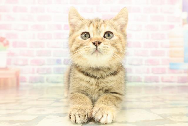 神奈川県のマンチカン (Coo&RIKU横浜港南台店/2025年9月24日生まれ/女の子/ブラウンパッチドタビー)の子猫