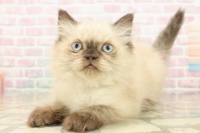 栃木県のヒマラヤン (Coo&RIKU宇都宮店/2025年9月30日生まれ/女の子/シールポイント)の子猫の2枚目の画像