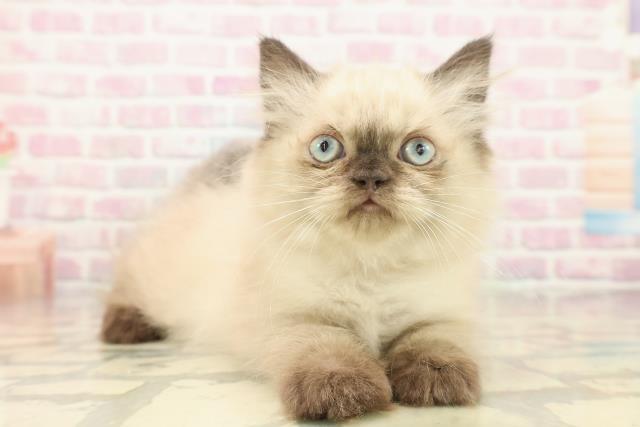 栃木県のヒマラヤン (Coo&RIKU宇都宮店/2025年9月30日生まれ/女の子/シールポイント)の子猫の3枚目の画像