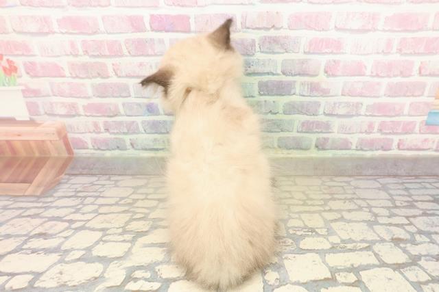 栃木県のヒマラヤン (Coo&RIKU宇都宮店/2025年9月30日生まれ/女の子/シールポイント)の子猫の4枚目の画像