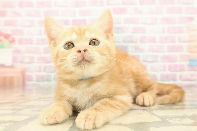 東京都のアメリカンショートヘアー (Coo&RIKU立川店/2025年9月25日生まれ/男の子/レッドクラシックタビー)の子猫の2枚目の画像