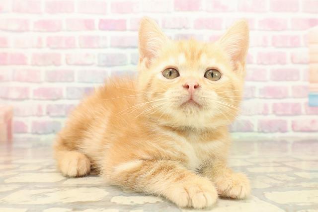 東京都のアメリカンショートヘアー (Coo&RIKU立川店/2025年9月25日生まれ/男の子/レッドクラシックタビー)の子猫の3枚目の画像