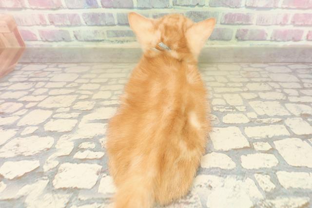 東京都のアメリカンショートヘアー (Coo&RIKU立川店/2025年9月25日生まれ/男の子/レッドクラシックタビー)の子猫の4枚目の画像