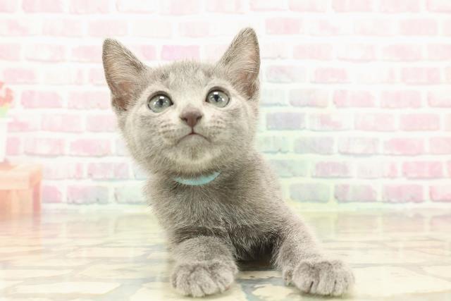 ロシアンブルー