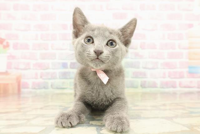 ロシアンブルー