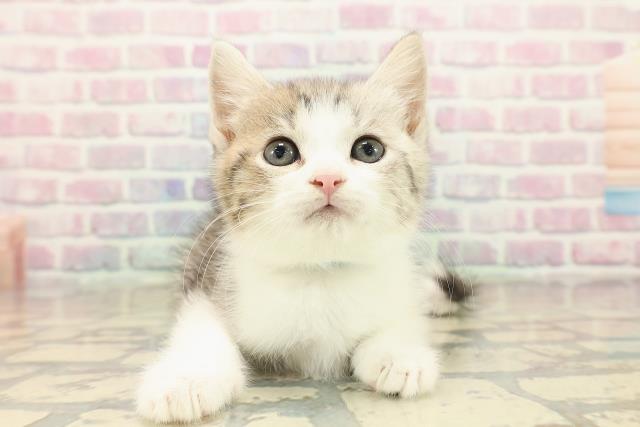 スコティッシュフォールド（立ち耳）