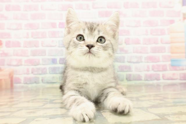 神奈川県のスコティッシュフォールド (Coo&RIKU平塚店/2025年10月8日生まれ/男の子/シルバータビー)の子猫の1枚目の画像