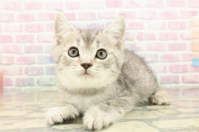 神奈川県のスコティッシュフォールド (Coo&RIKU平塚店/2025年10月8日生まれ/男の子/シルバータビー)の子猫の2枚目の画像