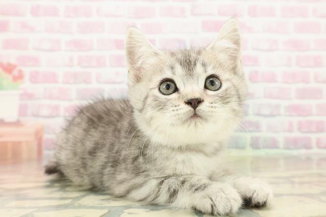 神奈川県のスコティッシュフォールド (Coo&RIKU平塚店/2025年10月8日生まれ/男の子/シルバータビー)の子猫の3枚目の画像