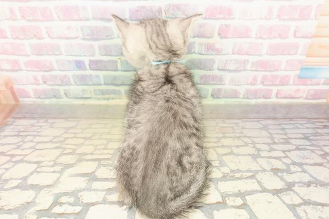 神奈川県のスコティッシュフォールド (Coo&RIKU平塚店/2025年10月8日生まれ/男の子/シルバータビー)の子猫の4枚目の画像