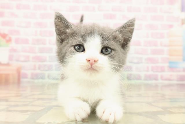 神奈川県のスコティッシュフォールド (Coo&RIKU秦野店/2025年10月8日生まれ/男の子/ブルーホワイト)の子猫の1枚目の画像